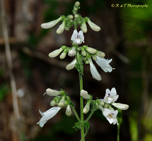 {Penstemon pallidus}